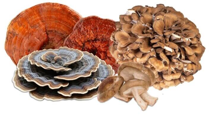 Naja Forest OncoVet huby - Maitake, Shiitake, Reishi, Coriolus