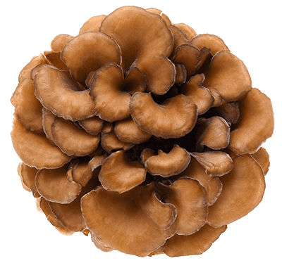 Naja Forest N5 - Bio Mandľová huba, Cordyceps, Reishi, Shiitake, Maitake Maitake