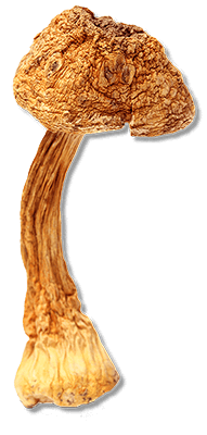 Naja Forest N5 - Bio Mandľová huba, Cordyceps, Reishi, Shiitake, Maitake Mandľová