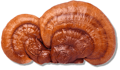 Naja Forest N5 - Bio Mandľová huba, Cordyceps, Reishi, Shiitake, Maitake Reishi