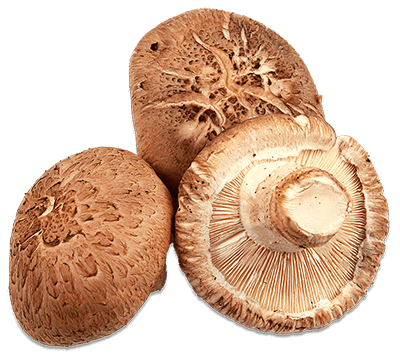 Naja Forest N5 - Bio Mandľová huba, Cordyceps, Reishi, Shiitake, Maitake Shiitake