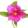 Cistus